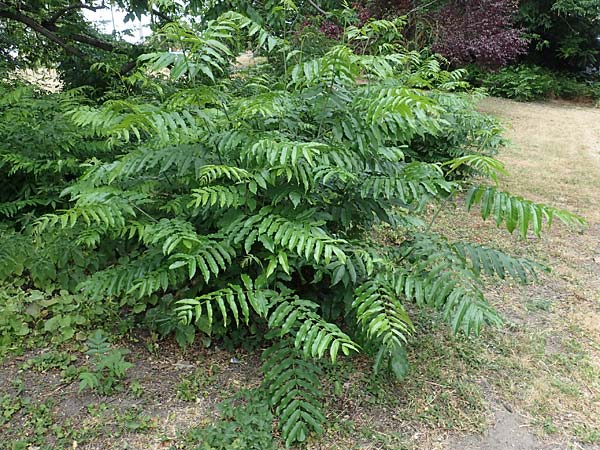 Pterocarya fraxinifolia \ Kaukasische Fl�gelnuss / Caucasian Wingnut, D Mannheim 29.6.2023