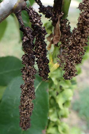 Pterocarya fraxinifolia \ Kaukasische Fl�gelnuss / Caucasian Wingnut, D Mannheim 29.6.2023
