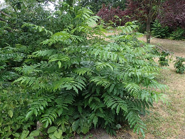Pterocarya fraxinifolia \ Kaukasische Fl�gelnuss / Caucasian Wingnut, D Mannheim 29.6.2023