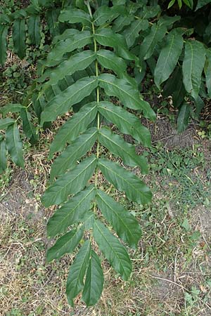 Pterocarya fraxinifolia \ Kaukasische Fl�gelnuss / Caucasian Wingnut, D Mannheim 29.6.2023