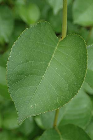 Populus trichocarpa \ Westliche Balsam-Pappel / Black Cottonwood, Western Balsam Poplar, D Frankfurt 30.6.2023