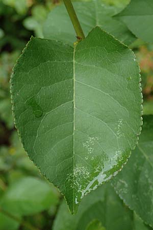 Populus trichocarpa \ Westliche Balsam-Pappel / Black Cottonwood, Western Balsam Poplar, D Frankfurt 30.6.2023