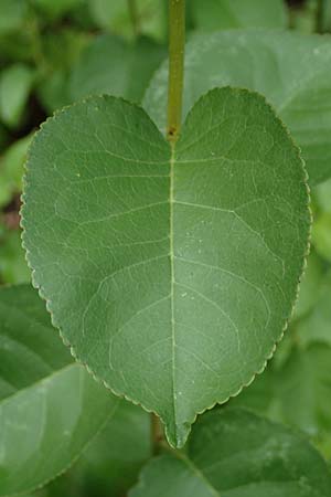 Populus trichocarpa \ Westliche Balsam-Pappel / Black Cottonwood, Western Balsam Poplar, D Frankfurt 30.6.2023