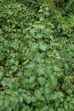 Populus trichocarpa \ Westliche Balsam-Pappel / Black Cottonwood, Western Balsam Poplar, D Frankfurt 30.6.2023