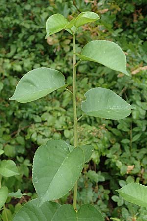 Populus trichocarpa \ Westliche Balsam-Pappel / Black Cottonwood, Western Balsam Poplar, D Frankfurt 30.6.2023