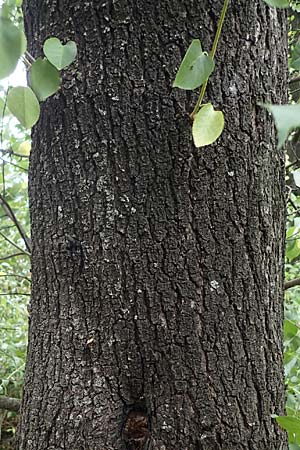 Populus trichocarpa \ Westliche Balsam-Pappel / Black Cottonwood, Western Balsam Poplar, D Frankfurt 30.6.2023