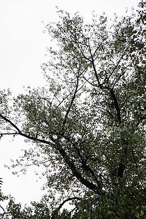 Populus trichocarpa \ Westliche Balsam-Pappel / Black Cottonwood, Western Balsam Poplar, D Frankfurt 30.6.2023