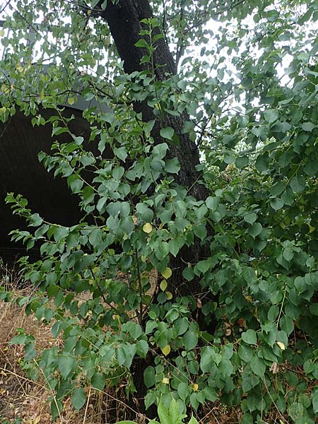 Populus trichocarpa \ Westliche Balsam-Pappel / Black Cottonwood, Western Balsam Poplar, D Frankfurt 30.6.2023