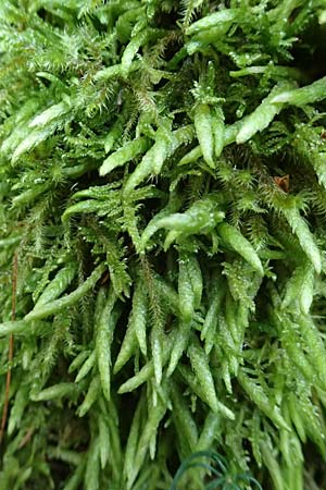 Plagiothecium undulatum agg. \ Gewelltes Schiefkapselmoos / Undulate Plagiothecium Moss, D Odenwald, Mossautal 14.10.2023