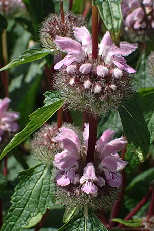 Phlomis tuberosa \ Knollen-Brandkraut / Tuberous Jerusalem Sage, D Botan. Gar.  Universit.  Ulm 26.5.2025