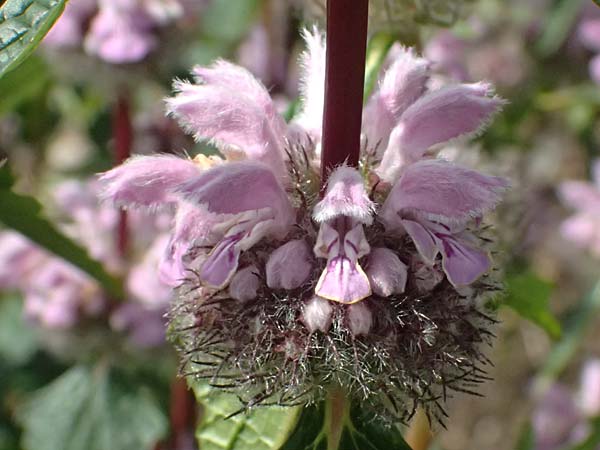 Phlomis tuberosa \ Knollen-Brandkraut / Tuberous Jerusalem Sage, D Botan. Gar.  Universit.  Ulm 26.5.2025