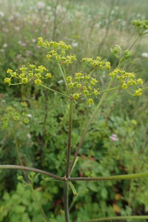 Pastinaca sativa subsp. urens \ Brennender Pastinak / Stinging Parsnip, D Dortmund 10.7.2018