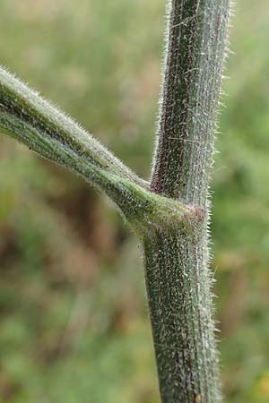 Pastinaca sativa subsp. urens \ Brennender Pastinak / Stinging Parsnip, D Dortmund 10.7.2018