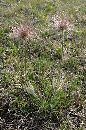 Pulsatilla vulgaris var. oenipontana \ Kuhschelle / Common Pasque-Flower, D Eching 2.5.2019