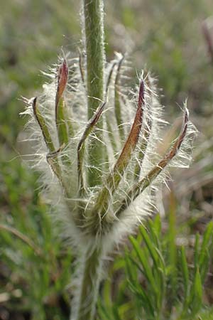 Pulsatilla vulgaris var. oenipontana \ Kuhschelle / Common Pasque-Flower, D Eching 2.5.2019