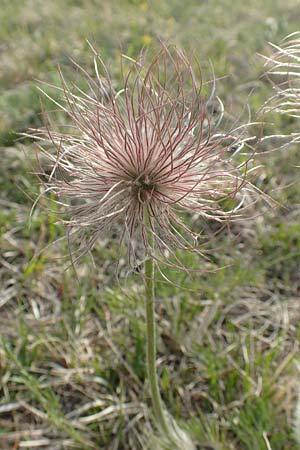 Pulsatilla vulgaris var. oenipontana \ Kuhschelle / Common Pasque-Flower, D Eching 2.5.2019