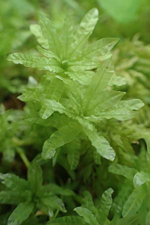 Plagiomnium undulatum ? \ Gewelltbl&auml;ttriges Sternmoos / Hart's-Tongue Thyme Moss, D Raubach 1.6.2019