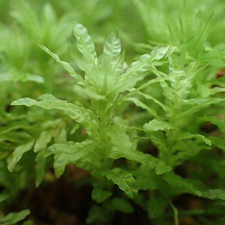 Plagiomnium undulatum ? \ Gewelltbl&auml;ttriges Sternmoos / Hart's-Tongue Thyme Moss, D Raubach 1.6.2019