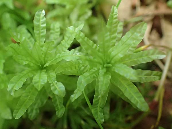 Plagiomnium undulatum ? \ Gewelltbl&auml;ttriges Sternmoos / Hart's-Tongue Thyme Moss, D Raubach 1.6.2019