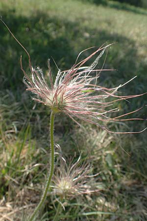 Pulsatilla vulgaris \ Kuhschelle, K�hchenschelle / Common Pasque-Flower, D Neuleiningen 23.4.2020