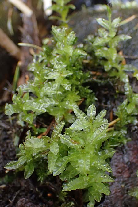Plagiomnium undulatum ? \ Gewelltbl&auml;ttriges Sternmoos / Hart's-Tongue Thyme Moss, D Trippstadt 23.4.2022