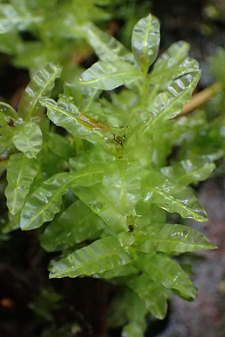 Plagiomnium undulatum ? \ Gewelltbl&auml;ttriges Sternmoos / Hart's-Tongue Thyme Moss, D Trippstadt 23.4.2022