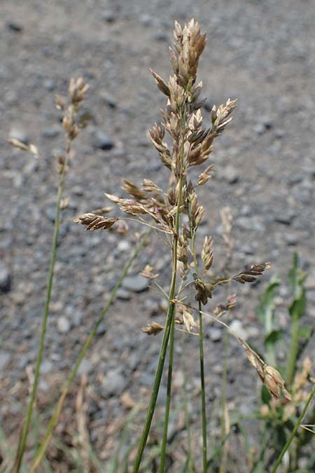Poa pratensis \ Wiesen-Rispengras, Wiesenrispe / Smooth Meadow Grass, Kentucky Blue Grass, D Th&uuml;ringen, Bad Frankenhausen 10.6.2022