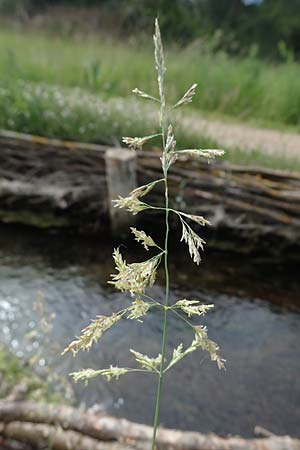 Puccinellia spec1 ? \ Sumpf-Salzschwaden / Saltmarsh Grass, D Th&uuml;ringen, Artern 11.6.2022