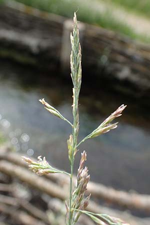 Puccinellia spec1 ? \ Sumpf-Salzschwaden / Saltmarsh Grass, D Th&uuml;ringen, Artern 11.6.2022