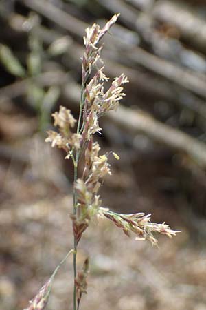 Puccinellia spec1 ? \ Sumpf-Salzschwaden / Saltmarsh Grass, D Th&uuml;ringen, Artern 11.6.2022
