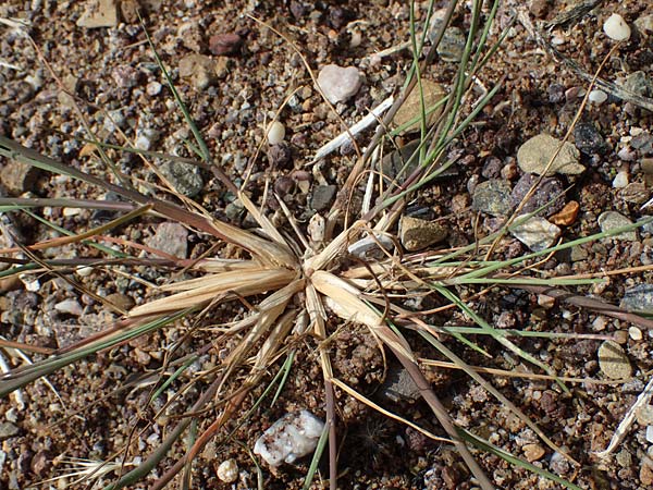 Puccinellia spec1 ? \ Sumpf-Salzschwaden / Saltmarsh Grass, D Th&uuml;ringen, Artern 11.6.2022