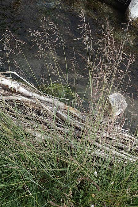 Puccinellia spec1 <b>?</b>, Sumpf-Salzschwaden