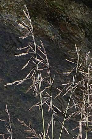 Puccinellia spec1 ? \ Sumpf-Salzschwaden / Saltmarsh Grass, D Th&uuml;ringen, Artern 11.6.2022