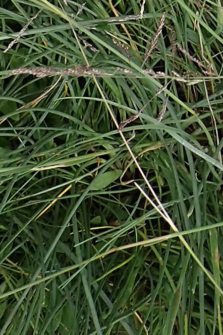 Puccinellia spec1 ? \ Sumpf-Salzschwaden / Saltmarsh Grass, D Th&uuml;ringen, Artern 11.6.2022