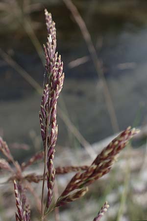Puccinellia spec1 ? \ Sumpf-Salzschwaden / Saltmarsh Grass, D Th&uuml;ringen, Artern 11.6.2022