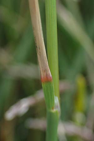 Puccinellia spec1 ? \ Sumpf-Salzschwaden / Saltmarsh Grass, D Th&uuml;ringen, Artern 11.6.2022