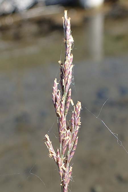 Puccinellia spec1 ? \ Sumpf-Salzschwaden / Saltmarsh Grass, D Th&uuml;ringen, Artern 13.6.2023