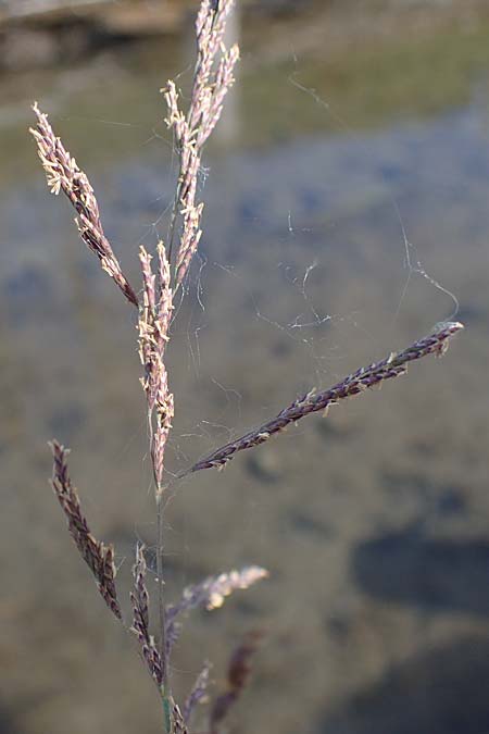 Puccinellia spec1 ? \ Sumpf-Salzschwaden / Saltmarsh Grass, D Th&uuml;ringen, Artern 13.6.2023