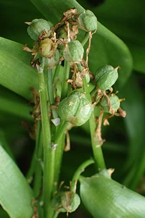 Puschkinia scilloides \ Schein-Scilla / Russian Snowdrop, D Mannheim 23.3.2024