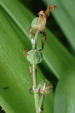 Puschkinia scilloides \ Schein-Scilla / Russian Snowdrop, D Mannheim 23.3.2024