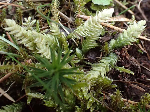 Plagiothecium undulatum agg. \ Gewelltes Schiefkapselmoos / Undulate Plagiothecium Moss, D Wagenschwend 15.3.2025