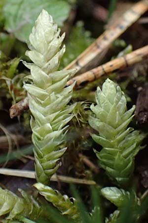 Plagiothecium undulatum agg. \ Gewelltes Schiefkapselmoos / Undulate Plagiothecium Moss, D Wagenschwend 15.3.2025