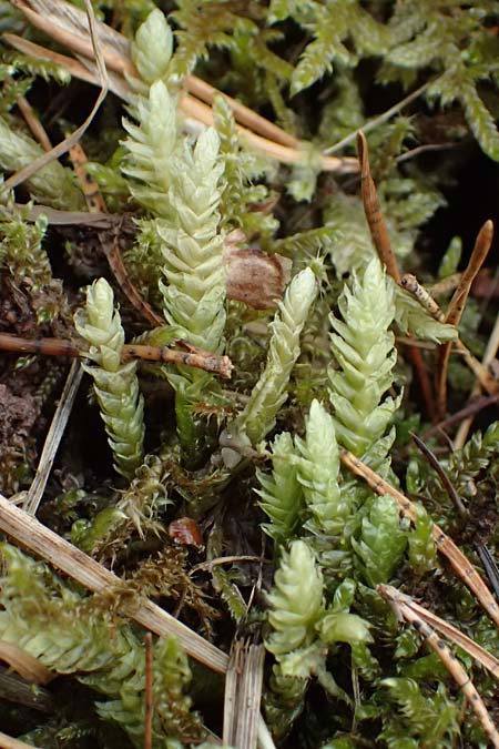 Plagiothecium undulatum agg. \ Gewelltes Schiefkapselmoos / Undulate Plagiothecium Moss, D Wagenschwend 15.3.2025