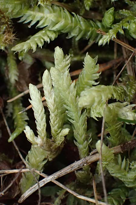 Plagiothecium undulatum agg. \ Gewelltes Schiefkapselmoos / Undulate Plagiothecium Moss, D Wagenschwend 15.3.2025