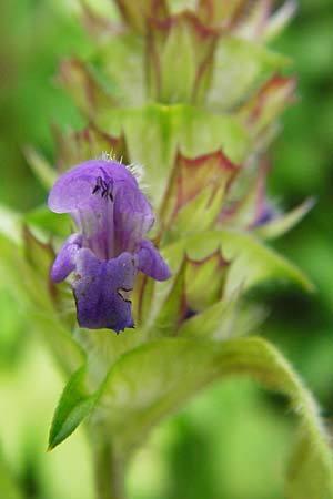Prunella vulgaris \ Gemeine Braunelle, Kleine Braunelle / Selfheal, D Heppenheim-Mittershausen 26.6.2015