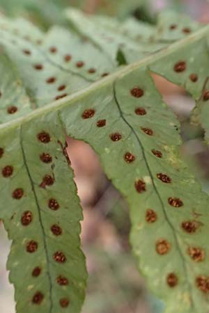 Polypodium vulgare \ Gew�hnlicher T�pfelfarn / Polypody, D Wachenheim 4.1.2015