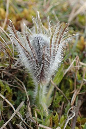 Pulsatilla vulgaris \ Kuhschelle, K�hchenschelle / Common Pasque-Flower, D Neuleiningen 21.2.2016