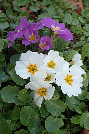 Primula vulgaris \ St�ngellose Primel, Kissen-Primel / Primrose, D Frankfurt-H&ouml;chst 25.3.2017