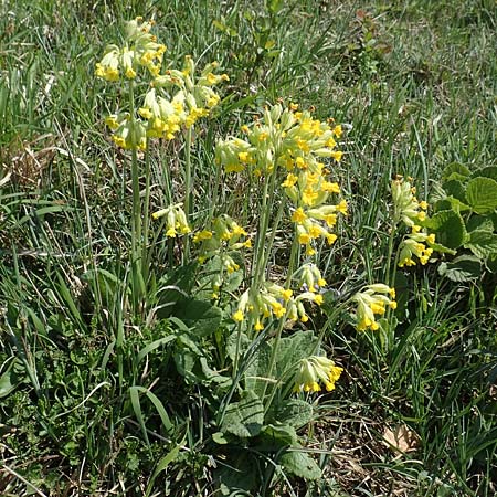 Primula veris \ Fr�hlings-Schl�sselblume, Wiesen-Schl�sselblume / Cow's-Lip, D Markgr&ouml;ningen 18.4.2018