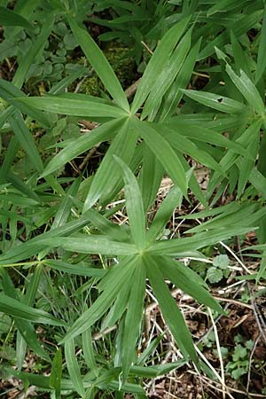 Polygonatum verticillatum \ Quirlbl�ttrige Wei�wurz / Whorled Solomon's Seal, D Sundern 14.6.2019